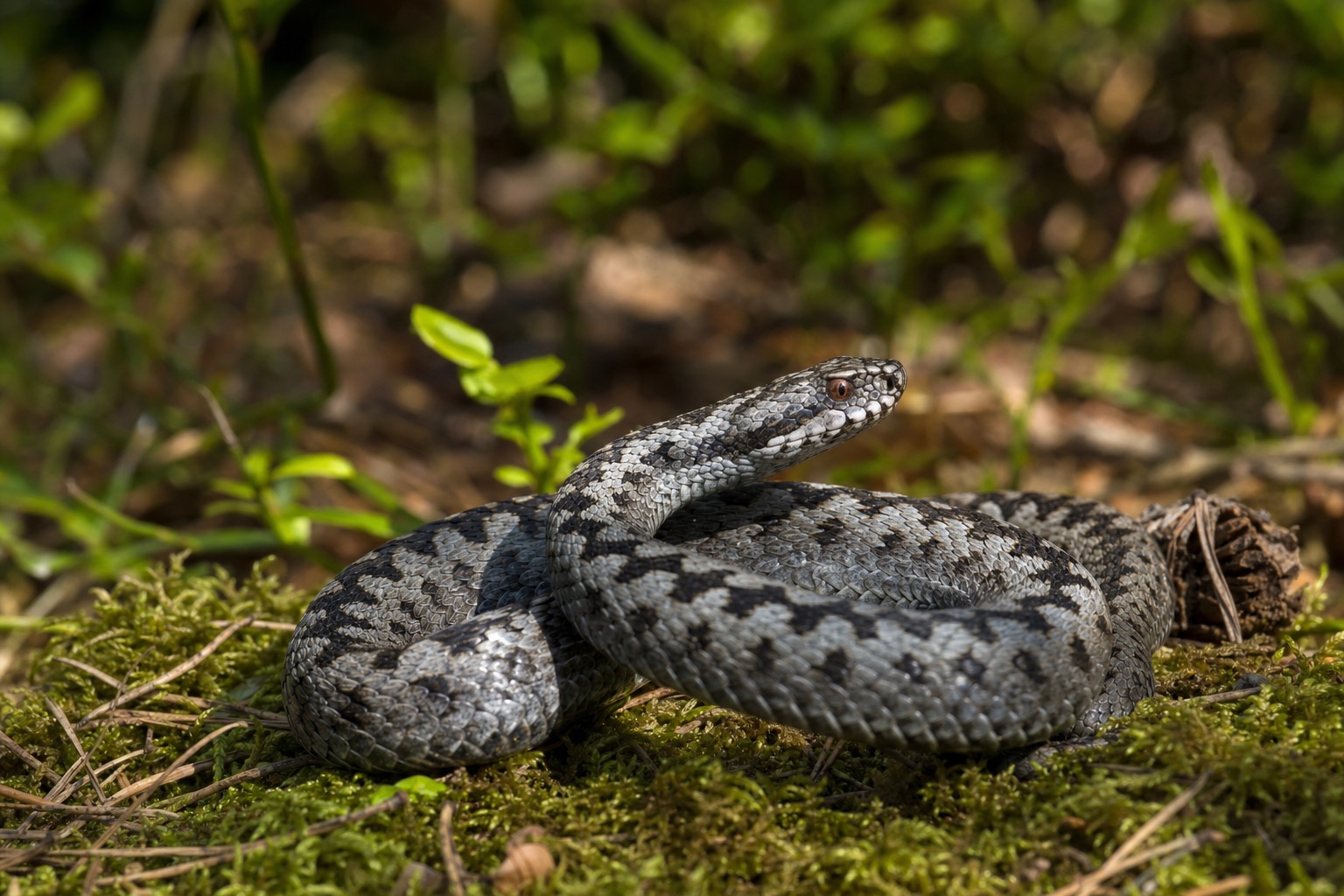 Гадюка обыкновенная (Vipera berus) в Подмосковье — свернулась на мху в лесу