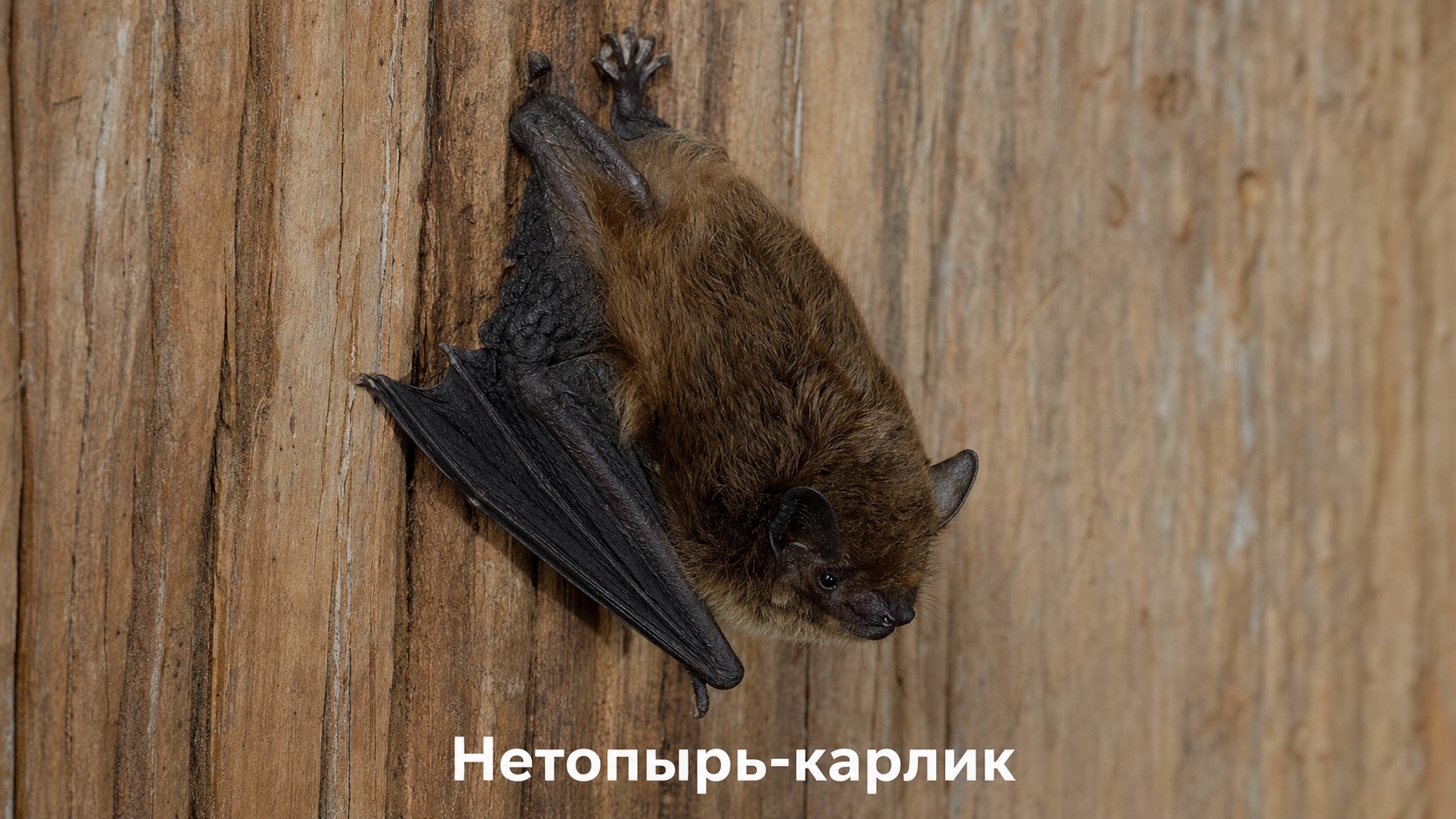 Нетопырь-карлик