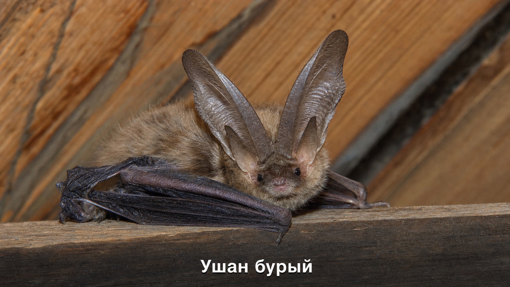 Ушан бурый