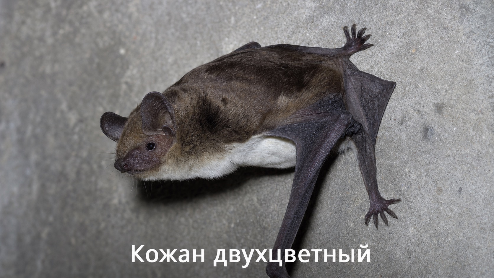 Кожан двухцветный