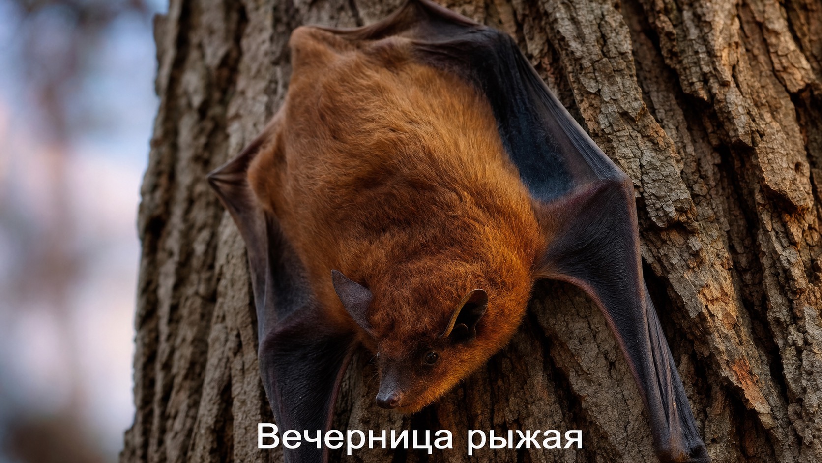 Вечерница рыжая