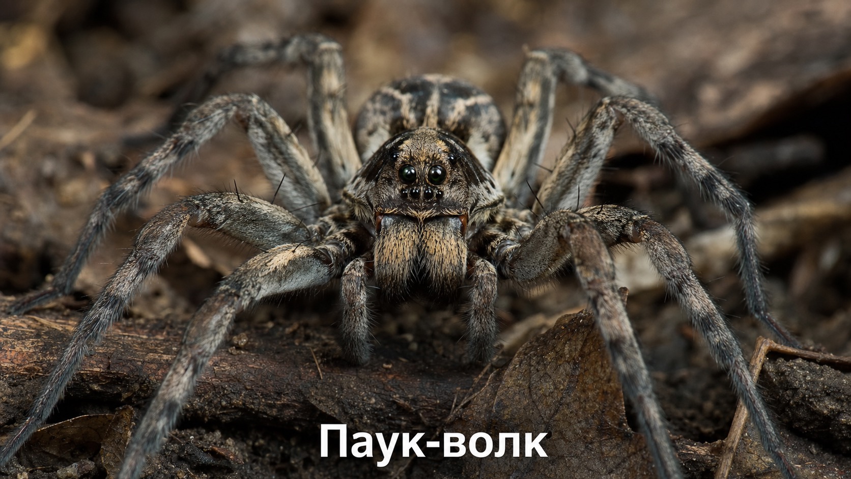 Паук-волк