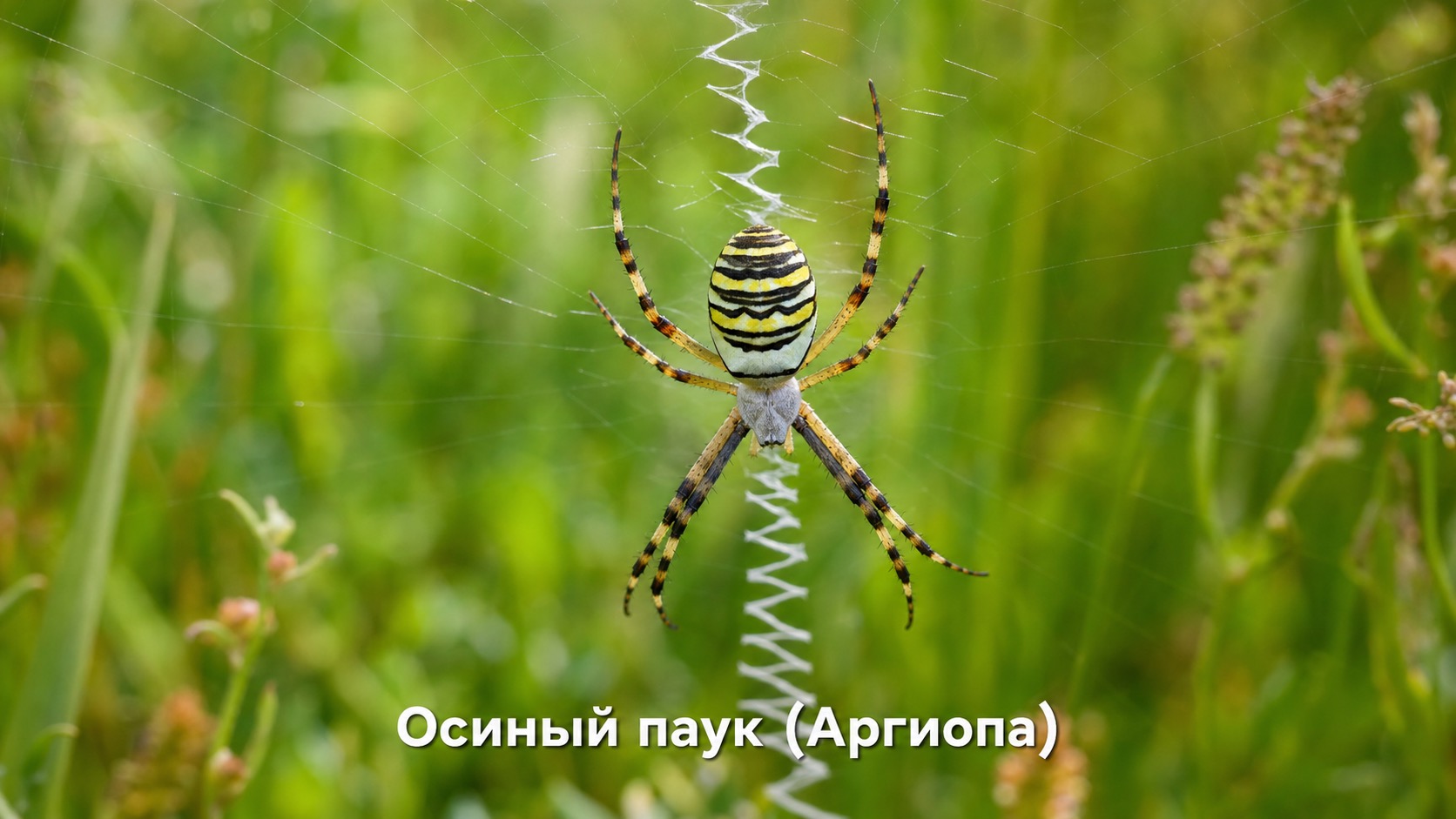 Осиный паук (Аргиопа Брюнниха)