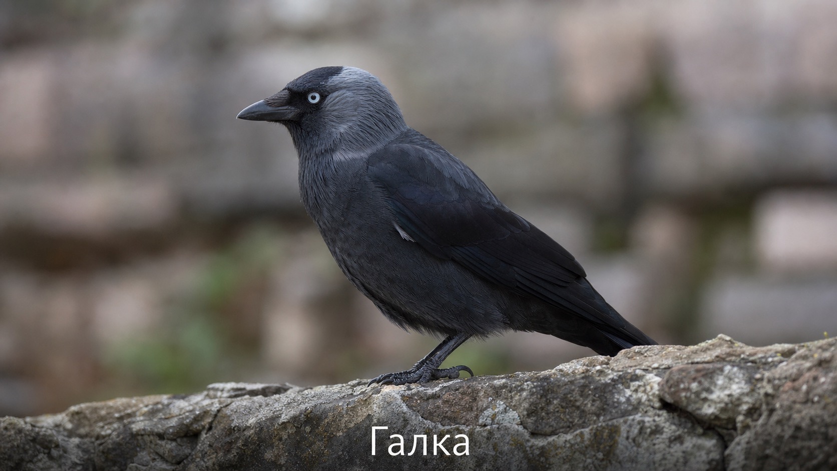 Галка