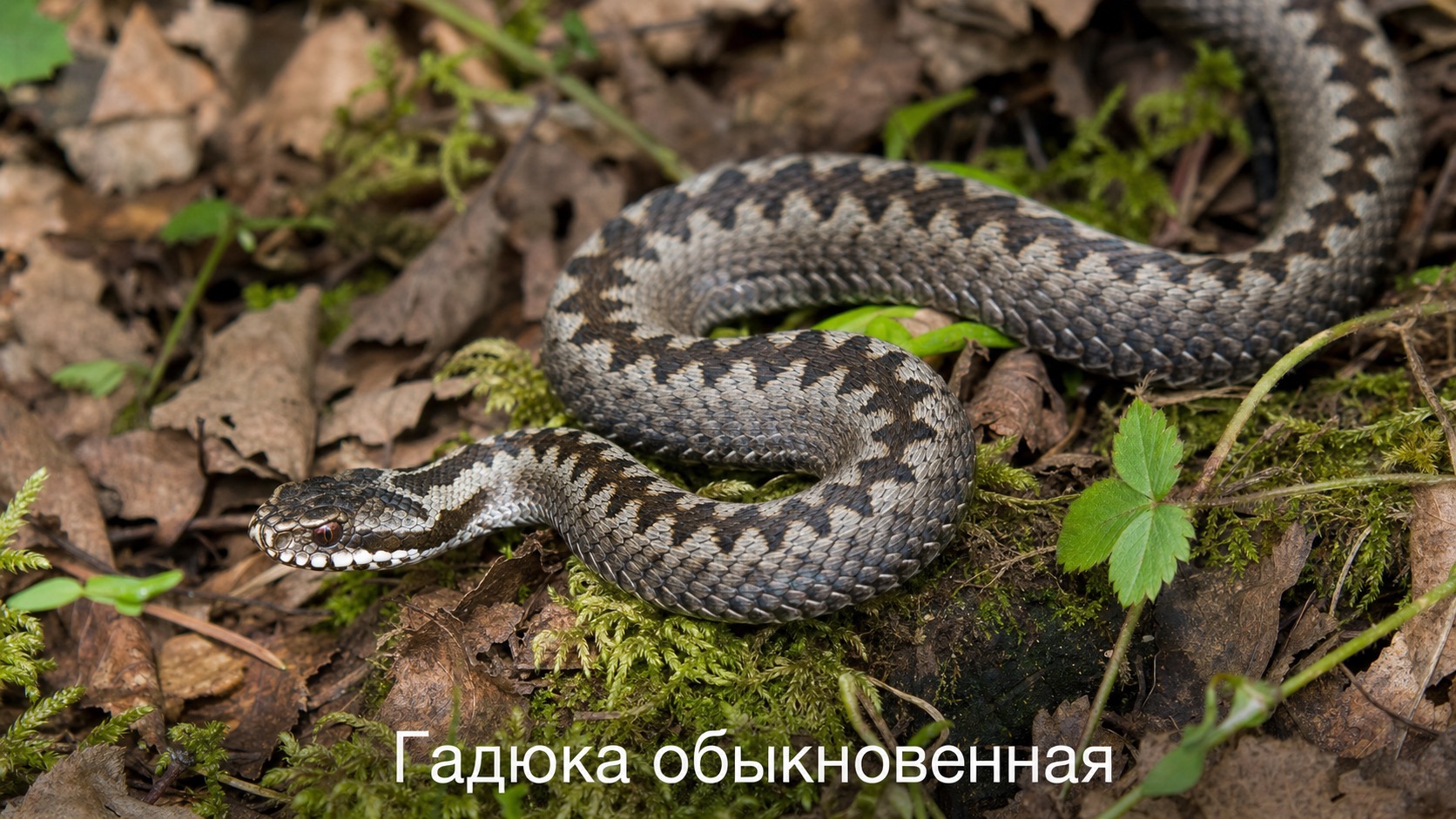 Гадюка обыкновенная