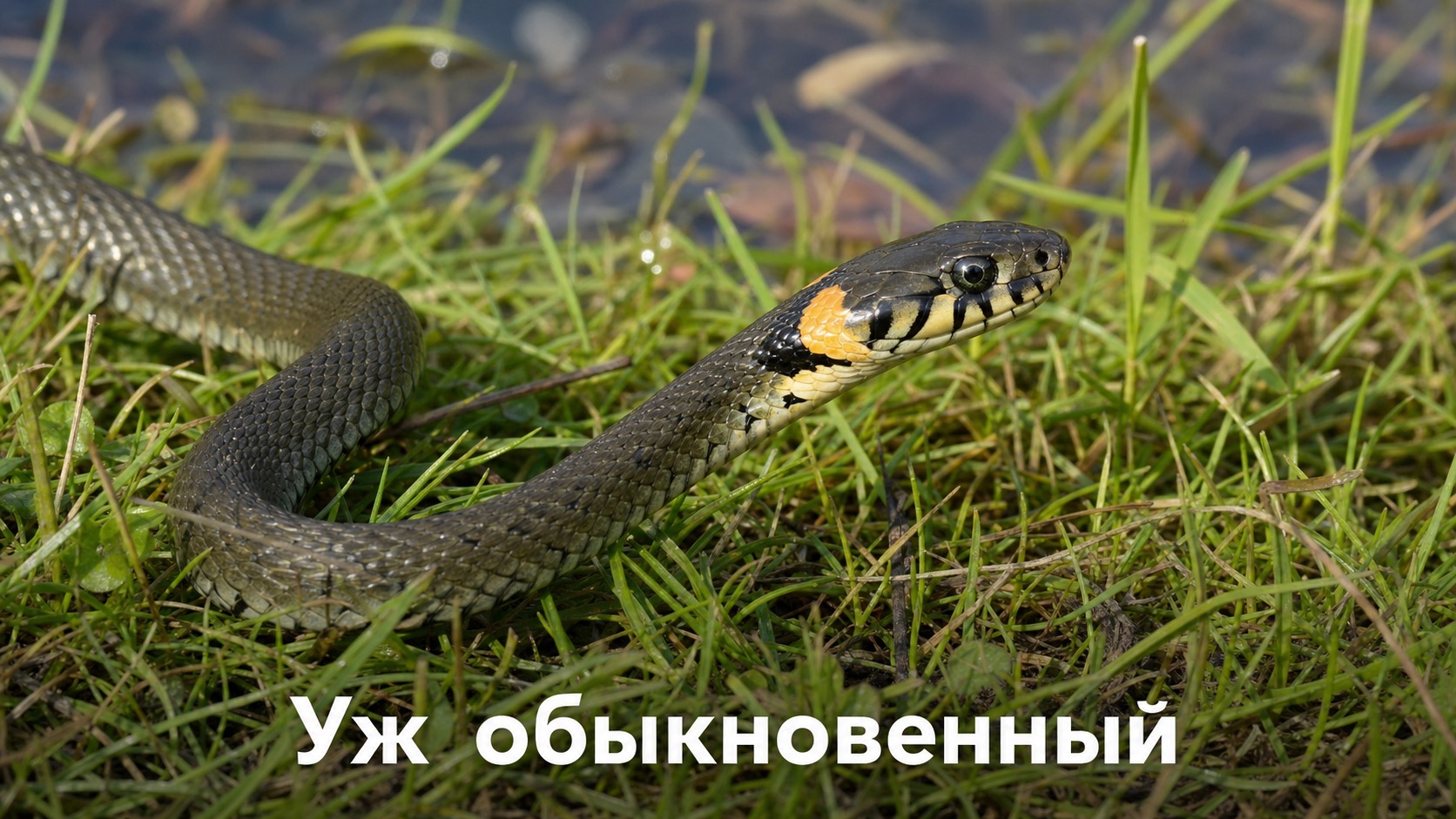 Уж обыкновенный
