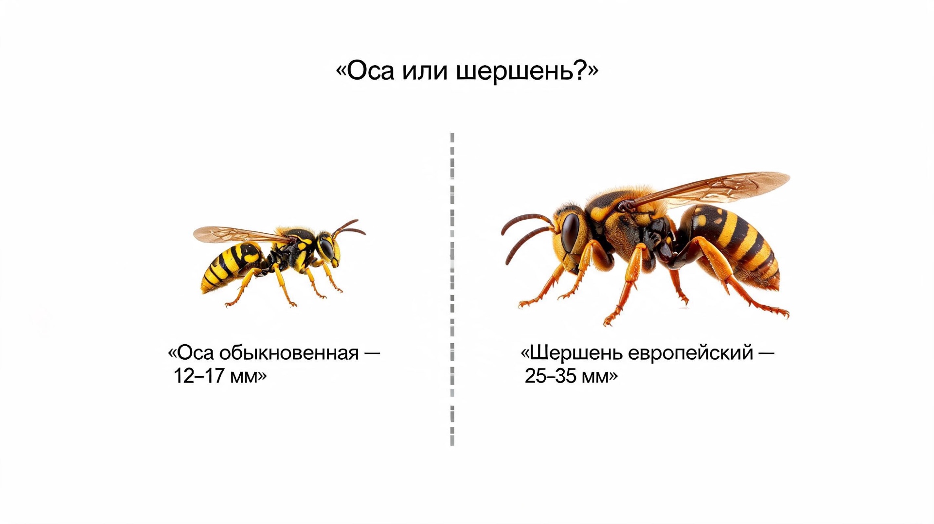 Оса и шершень — сравнение размеров